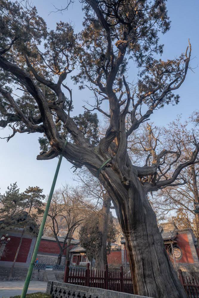 來太原旅遊,就算再忙也得來這裡看一看,不然白來_晉祠_建築_公園