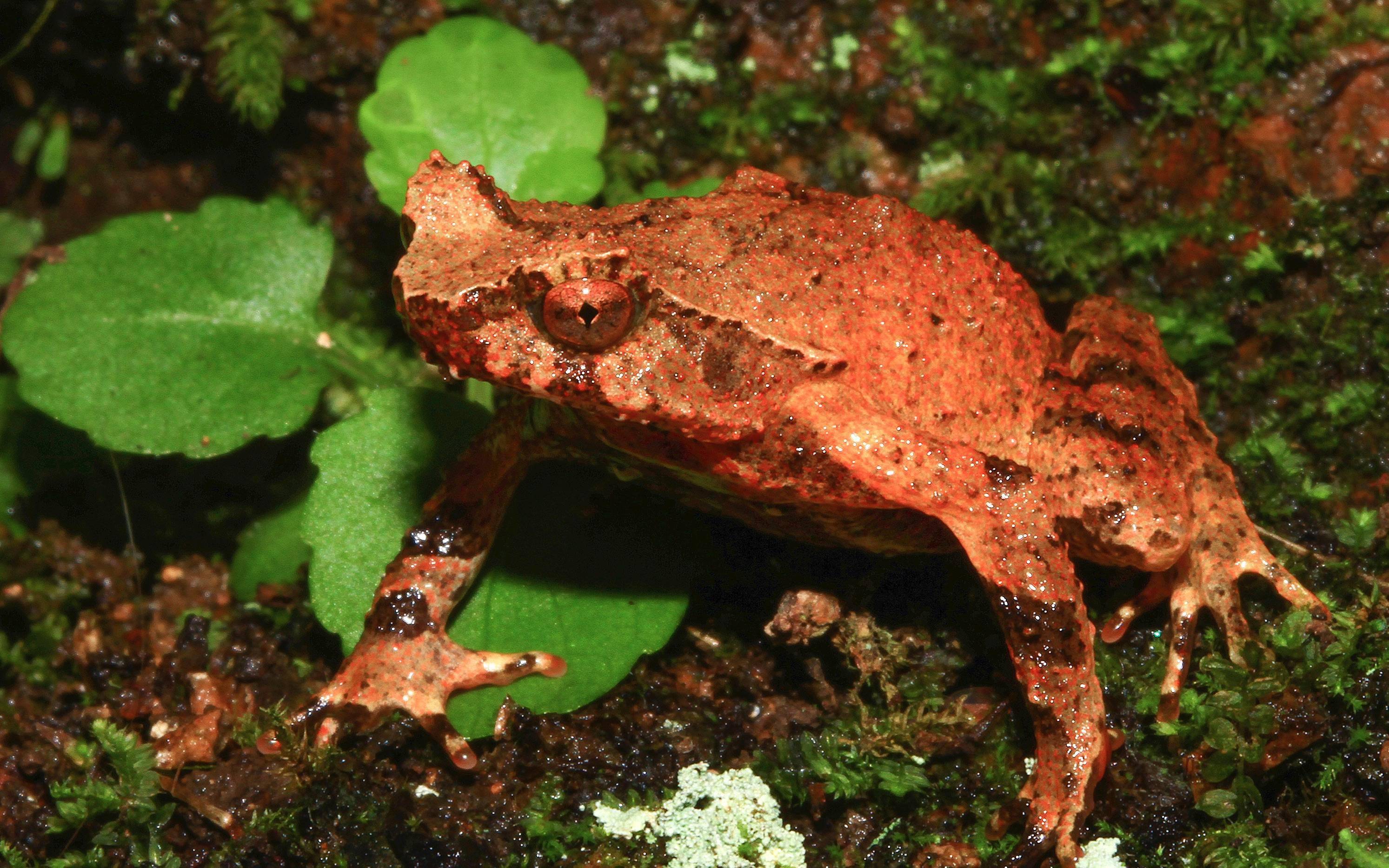 武夷山国家公园累计发现11种动植物新种_调查_管理_爬行动物