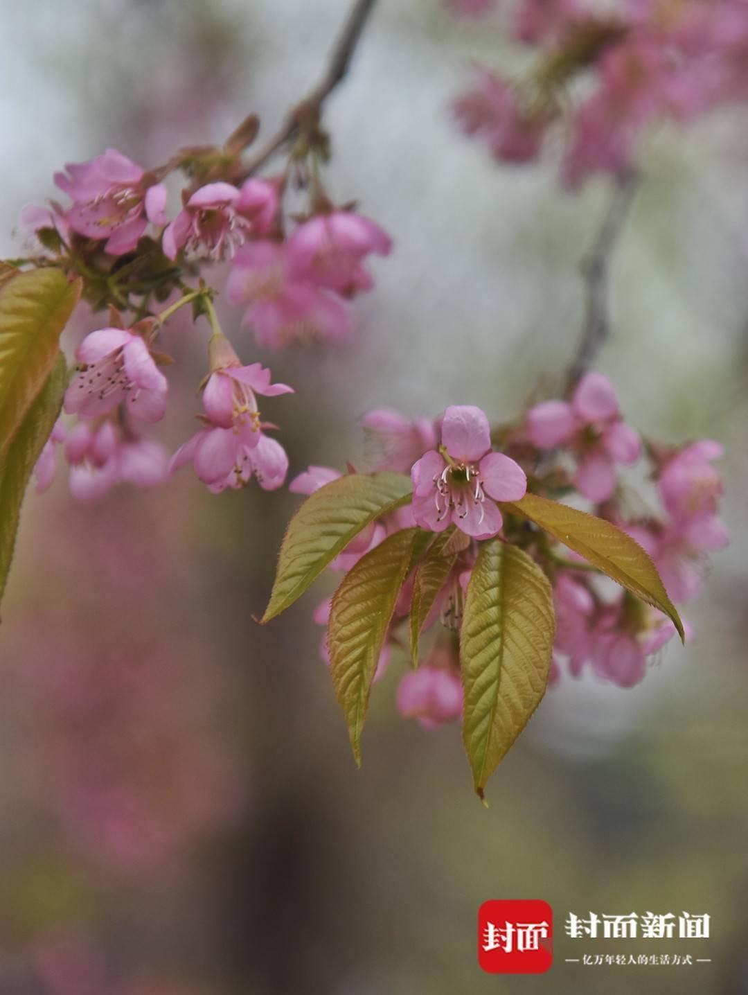 冬日里，盛开的冬樱花让成都青龙湖湿地公园变为“大型摄影棚” 拍美照必备凳子