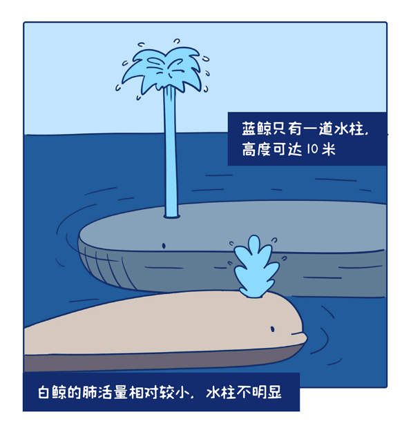 海洋科普漫画 