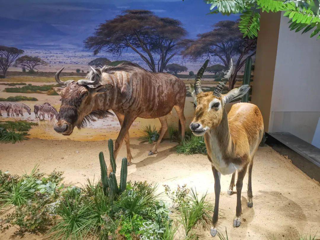 揭秘动物王国近千平生物标本馆正式落成就在高新区这所学校里