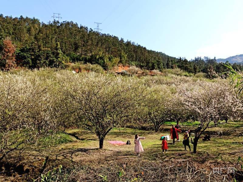 青梅|福州永泰:梅花绽放引客来