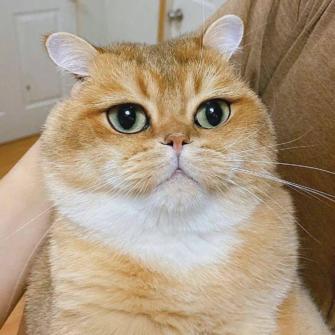 超级好看的微信头像换一张吧