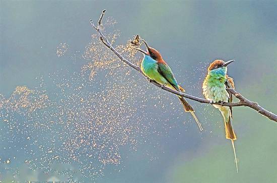 华南植物园举办"生物多样性"保护成就展_动物_中国_自然