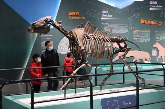 260万年前的大连古生物化石去杭州了