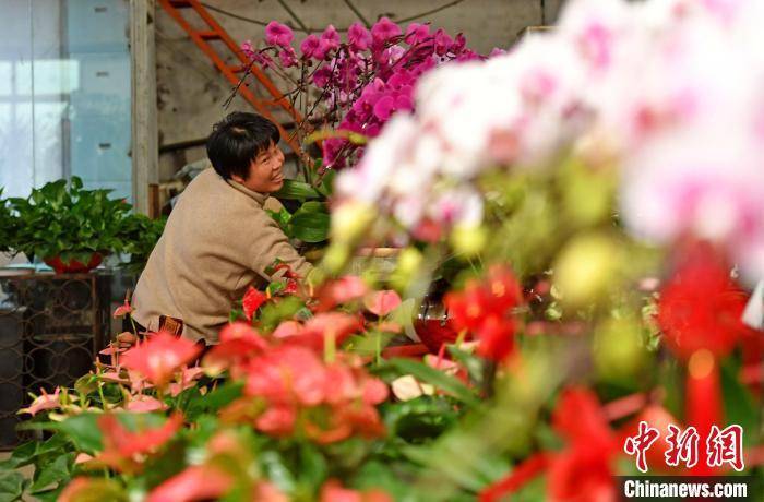 山腰街道|福建泉港：百花争艳年味浓