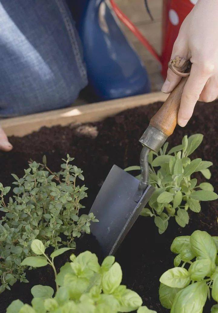 阳台种什么蔬菜最好最旺 88e429d094e34f8c9ab50c266d156890.jpeg