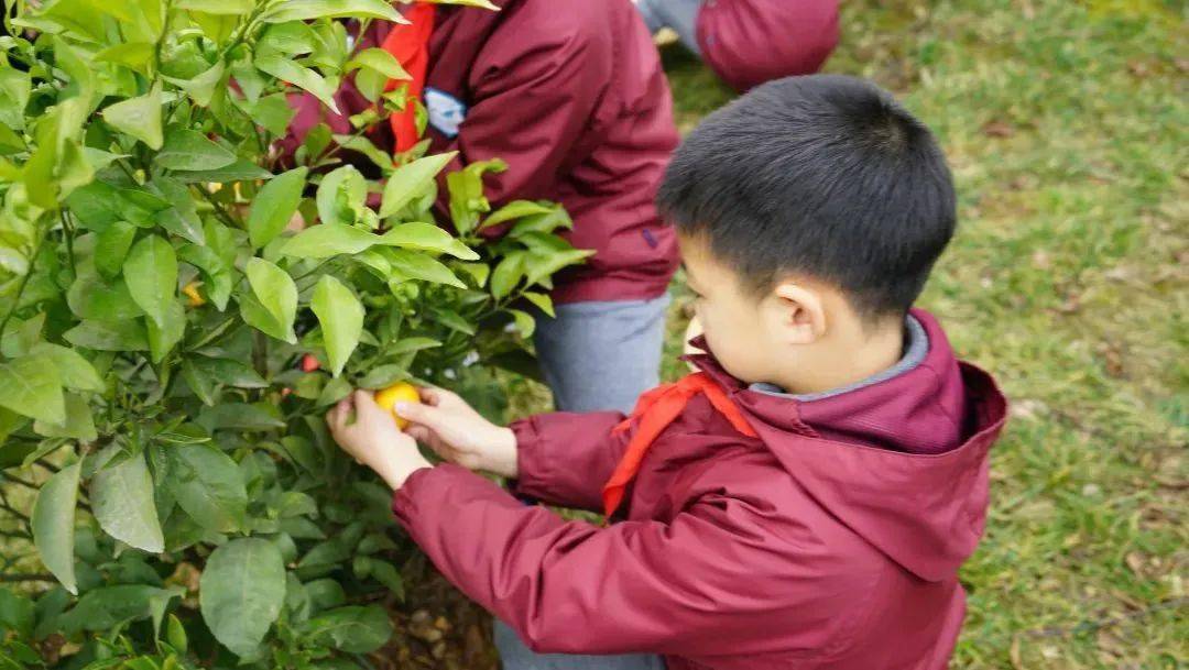 班级|播种绿色 收获幸福 | 一起来学校摘沃柑吧！