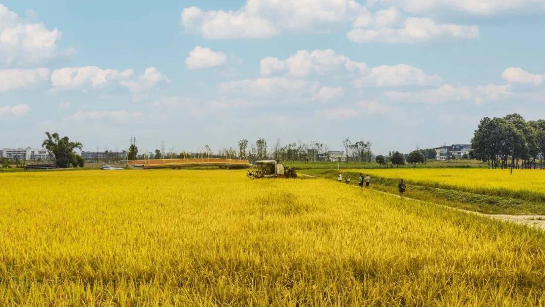 成都环城生态公园开启都市农业新篇章