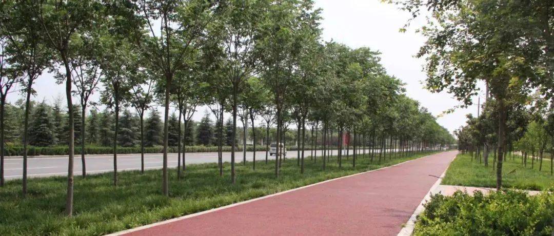 什么样的树,才是好的行道树?_城市_条件_环境