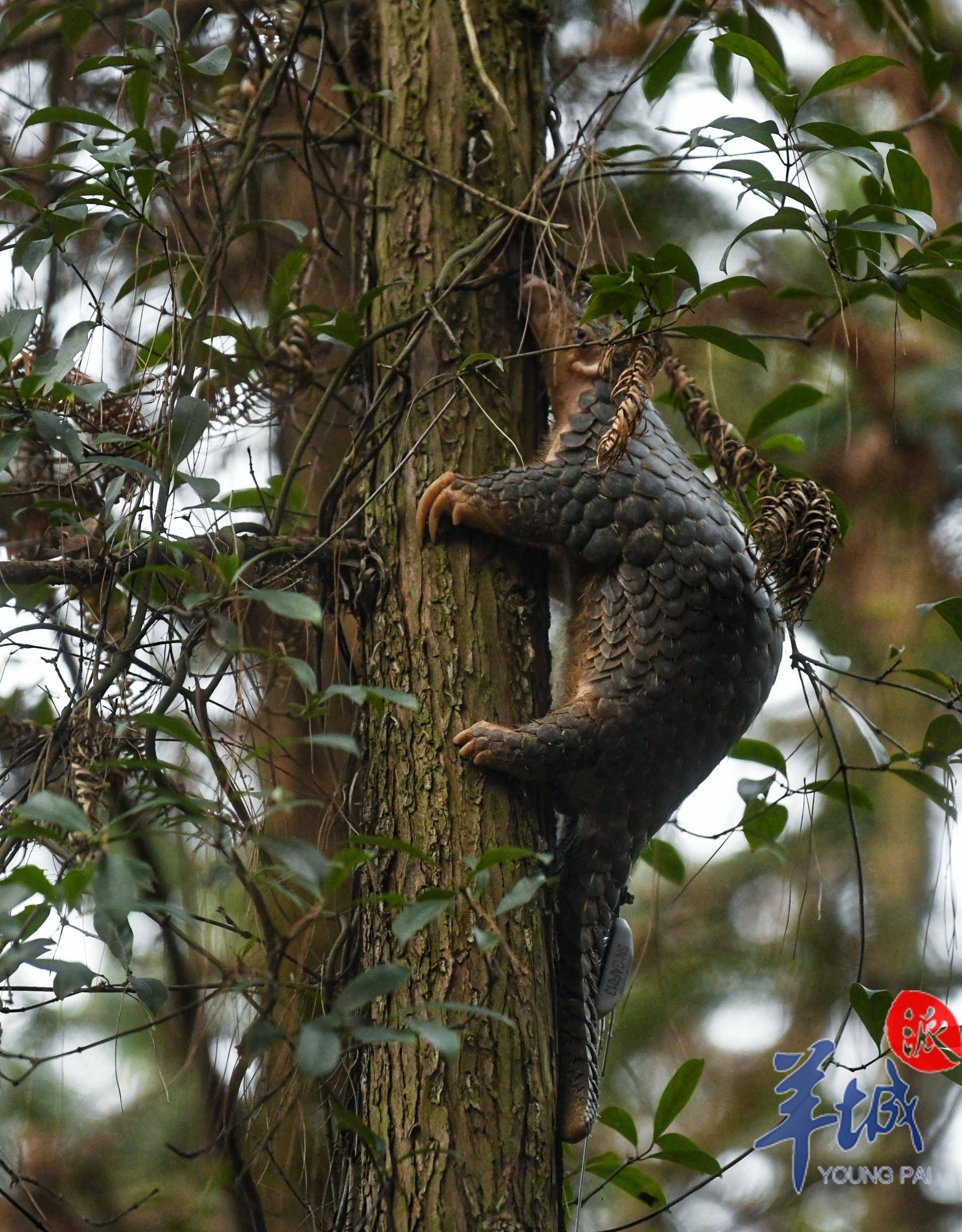 呆萌穿山甲"乐乐"时隔71天回归野外家园_广东省_自然保护区_救护