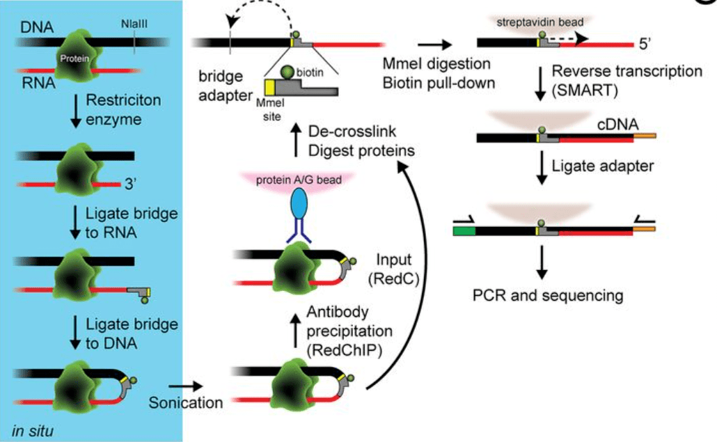 pnas 检测非编码rna相关的蛋白质 dna互作新方法redchip