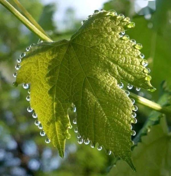 闷热潮湿的日子里,如果你留心观察绿萝,滴水观音(海芋)等植物,有时候