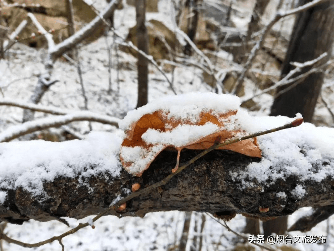 世外桃源|一场冬雪后，昆嵛山竟变成这样……