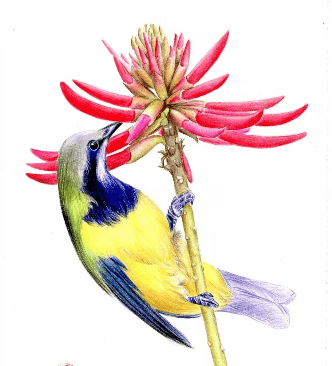 彩铅教程:刺桐花与鸟!_颜色_书法_方法