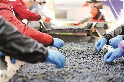 体系|“十四五”宁夏这样开局起步|宁夏葡萄酒:递出“紫色名片”