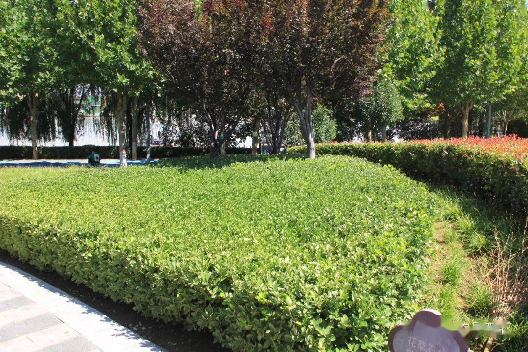 常见绿篱植物种类_树种_整形_景观
