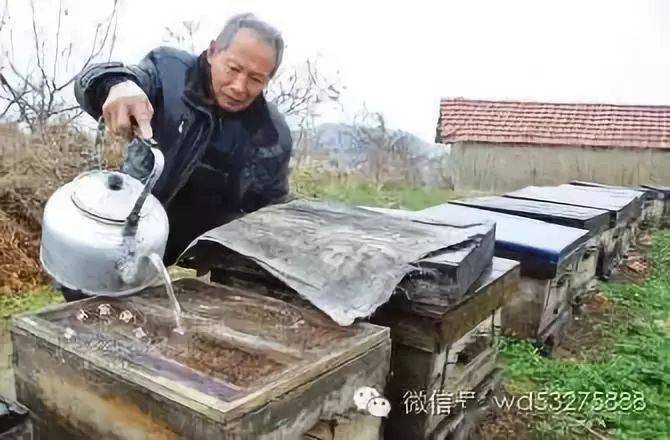 养蜜蜂要喂什么饲料 蜜蜂吃什么食物?蜜蜂饲料配方
