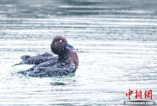 黄河水|黄河水清凌凌 群鸟栖息黄河岸边觅食嬉戏