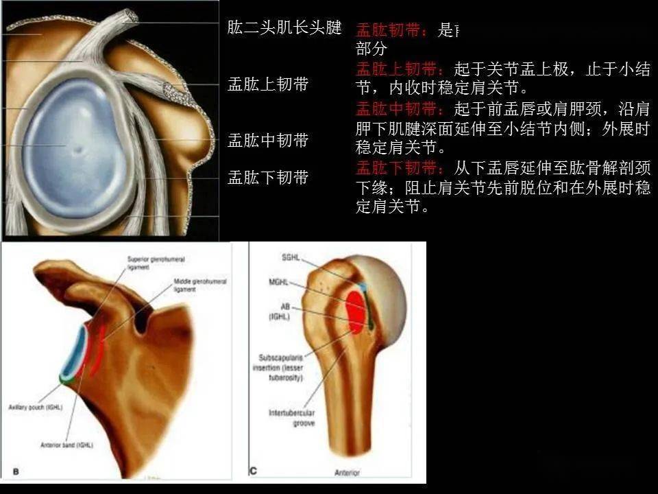 肩關節mri解剖肩袖損傷診斷技巧