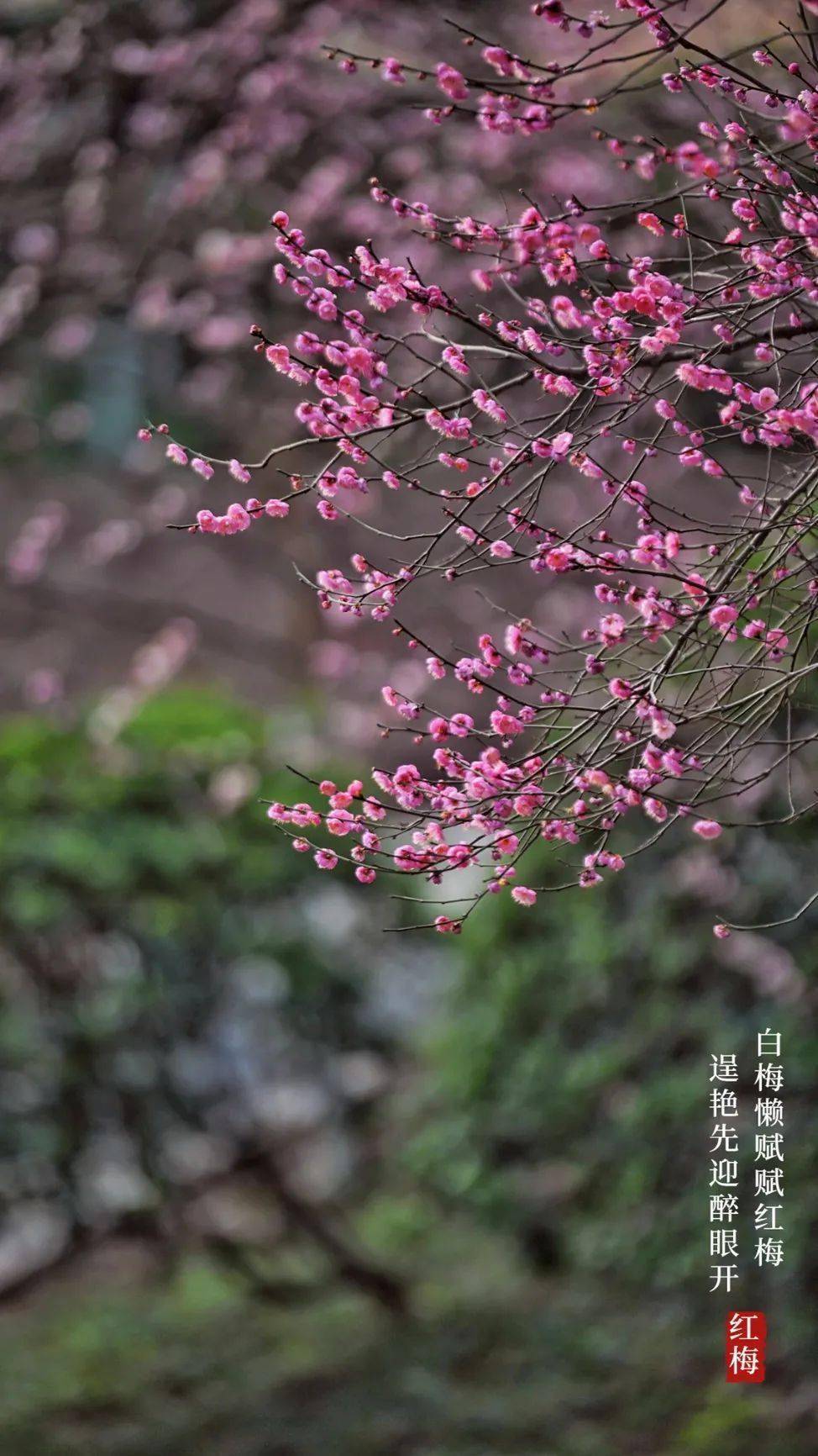 枝头|寒梅傲雪|重庆南山暗香浮动“花袭人”