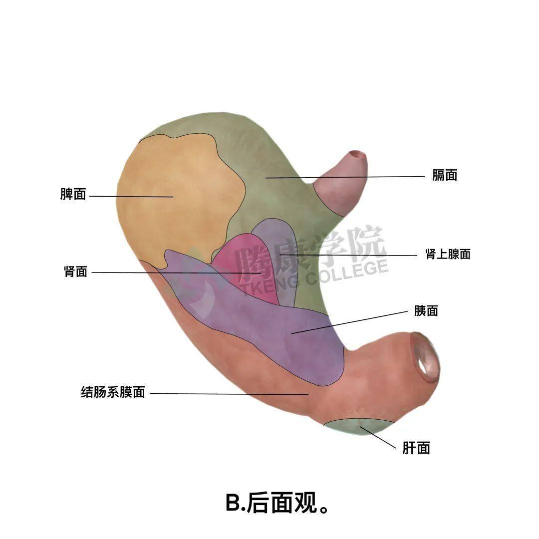 知識大圖解：人類胃的內部結構 - PanSci 泛科學