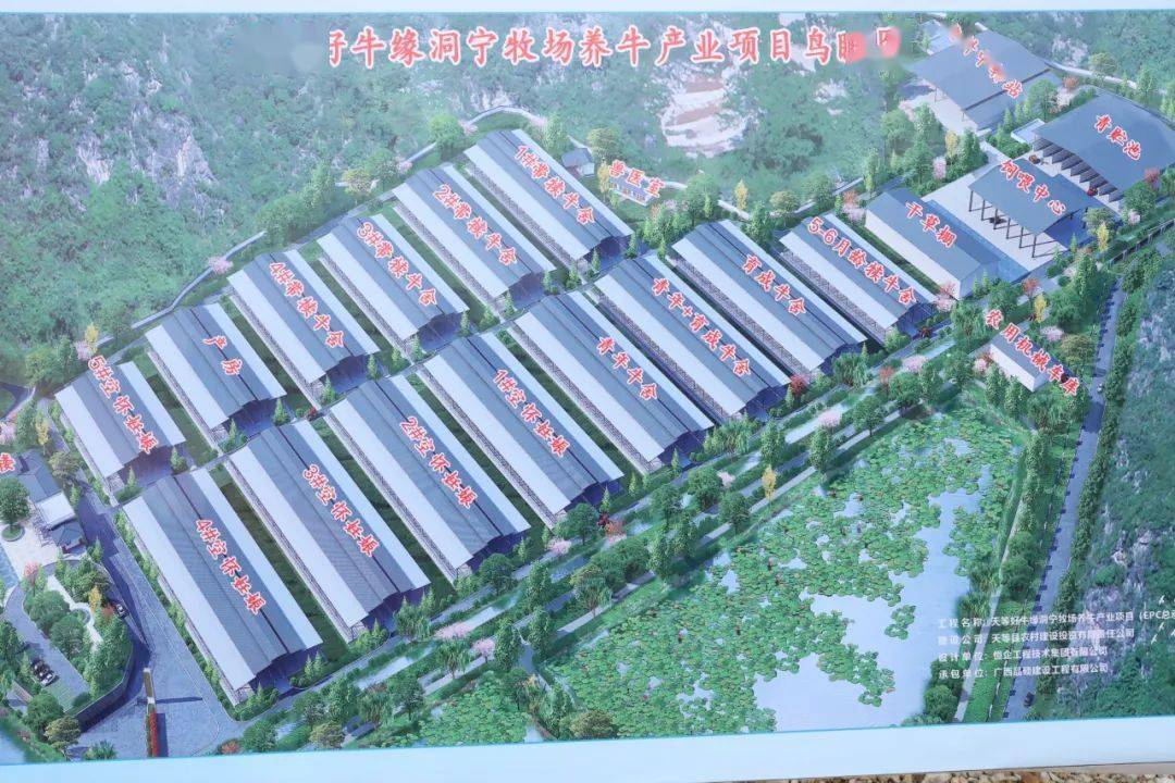 天等好牛缘洞宁牧场养牛产业项目鸟瞰图素材来源:天等县融媒体中心