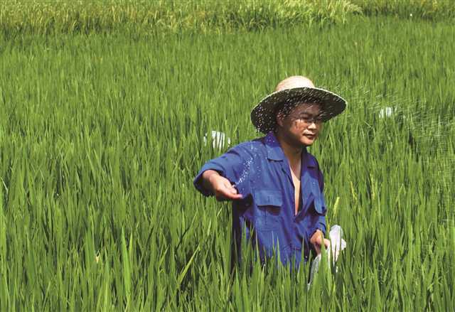 姚雄根植水稻生產一線開展技術服務