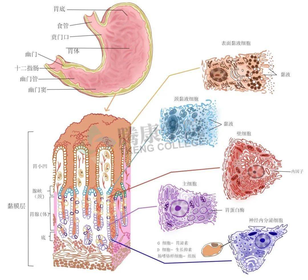 知識大圖解：人類胃的內部結構 - PanSci 泛科學