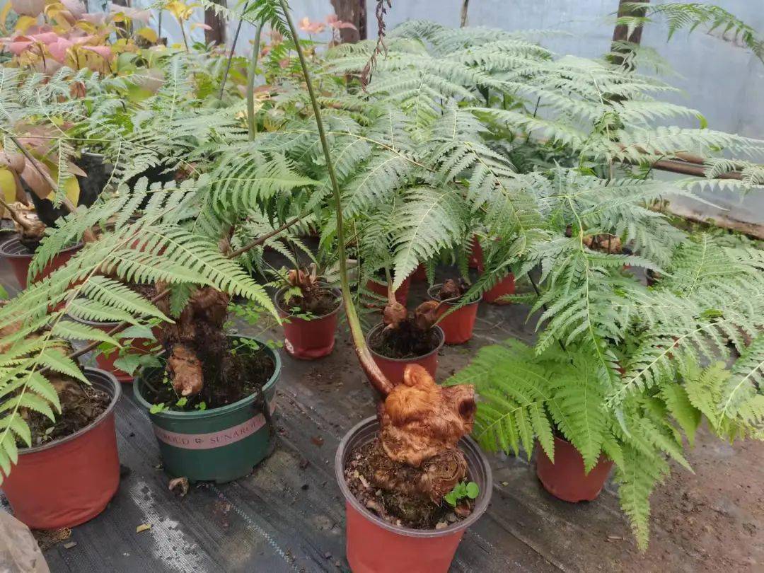 金毛狗脊是啥一男子网售被罚