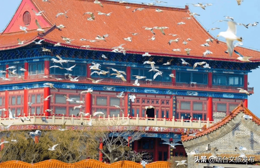 海鸥|海鸥、大海，来一场浪漫的邂逅吧！一起走进仙境蓬莱贺年会——滨海鸥遇蓝色游?