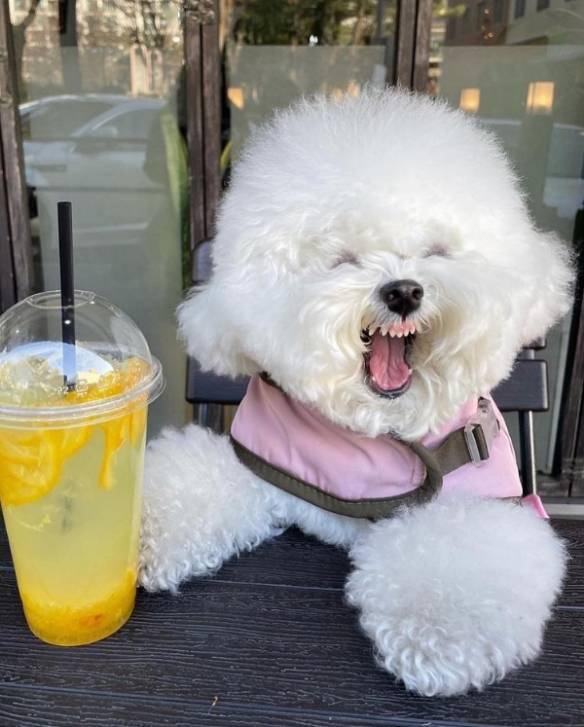 狗狗界小公主百变表情比熊犬一秒卖萌一秒邪恶