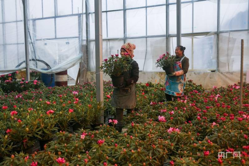 贵州|贵州百里杜鹃：杜鹃花走俏春节市场