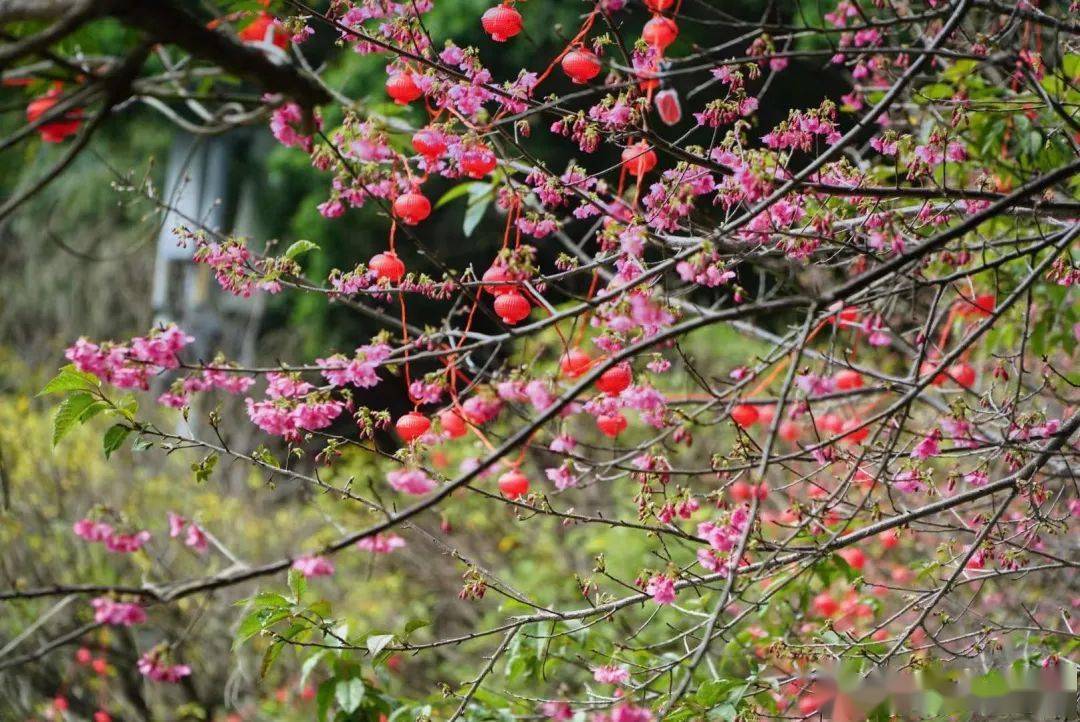 福州金鸡山公园樱花图片