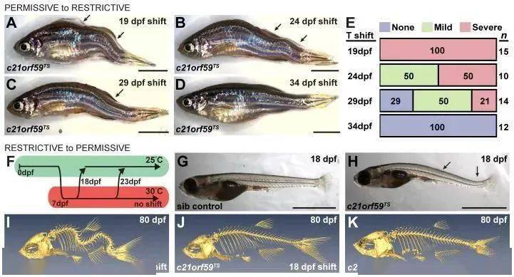 宣武醫院斑馬魚特發性脊柱側彎模型證實腦脊液流動與脊柱曲度相關