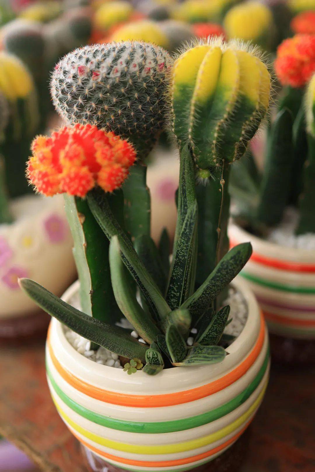 福建水仙花材:仙人球特价供应 数量有限no.