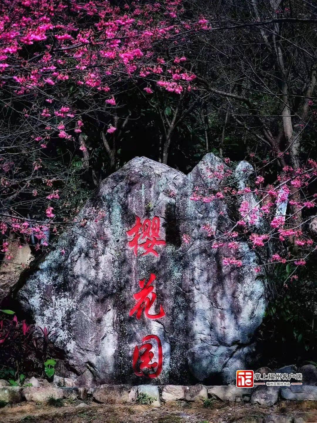 福州金鸡山公园樱花图片