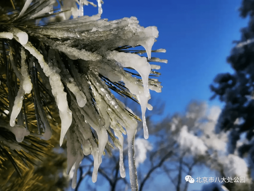 美翻了,北京這個地方開始造雪景啦_八大處公園_冰雪_遊客