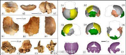 古人类的脑容量比我还大