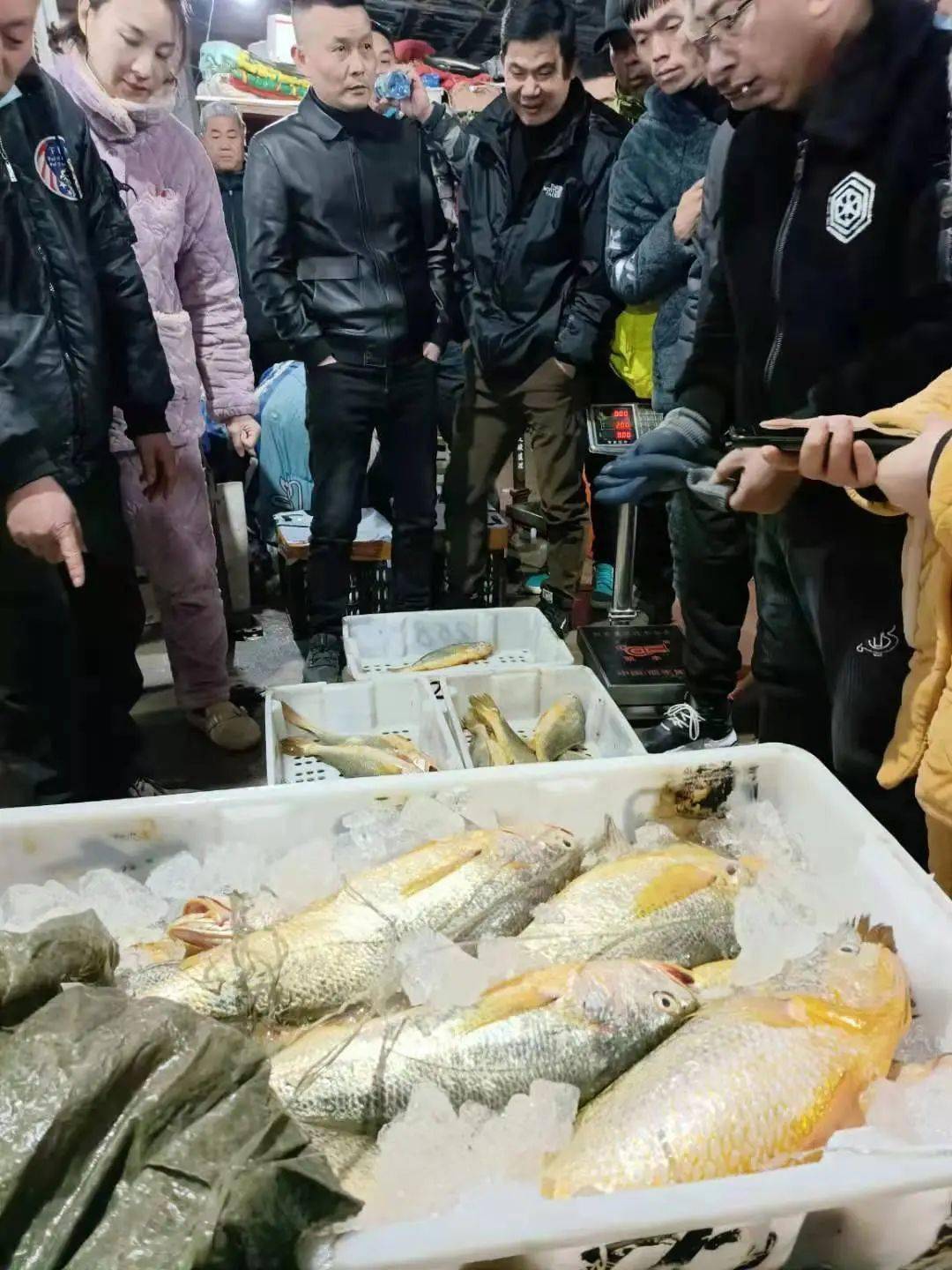 卖了957万浙江象山渔船一网捕获超3000斤野生大黄鱼