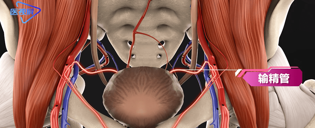 膀胱血管解剖图图片