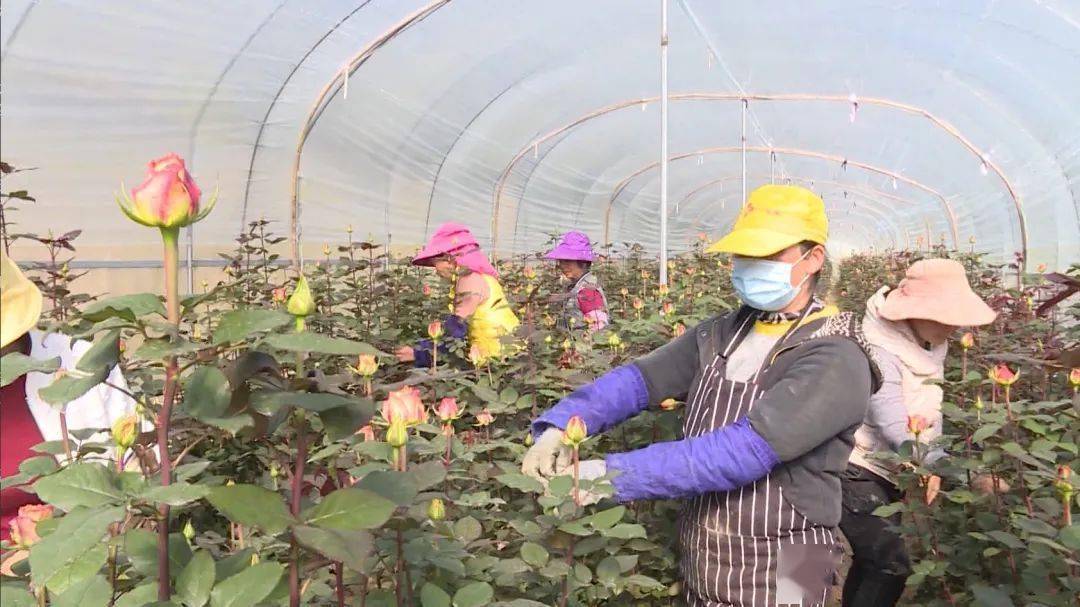 云南香椿种植基地有哪些