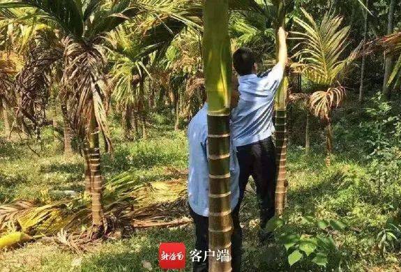 惨遭打孔注射柴油屯昌1300棵槟榔树被毁
