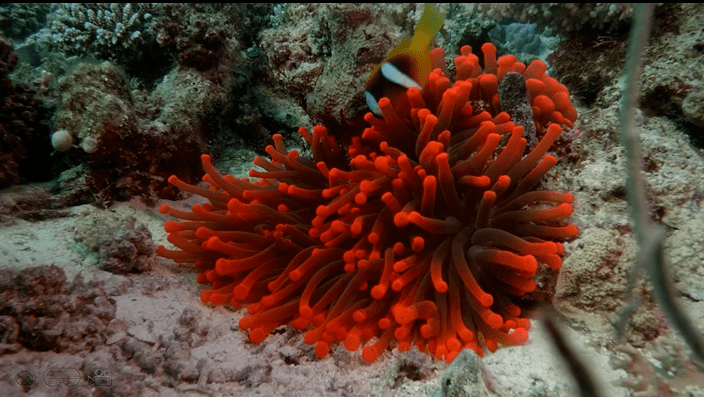 一起潛水遊紅海海豚海龜鰩魚五顏六色的珊瑚礁和魚類