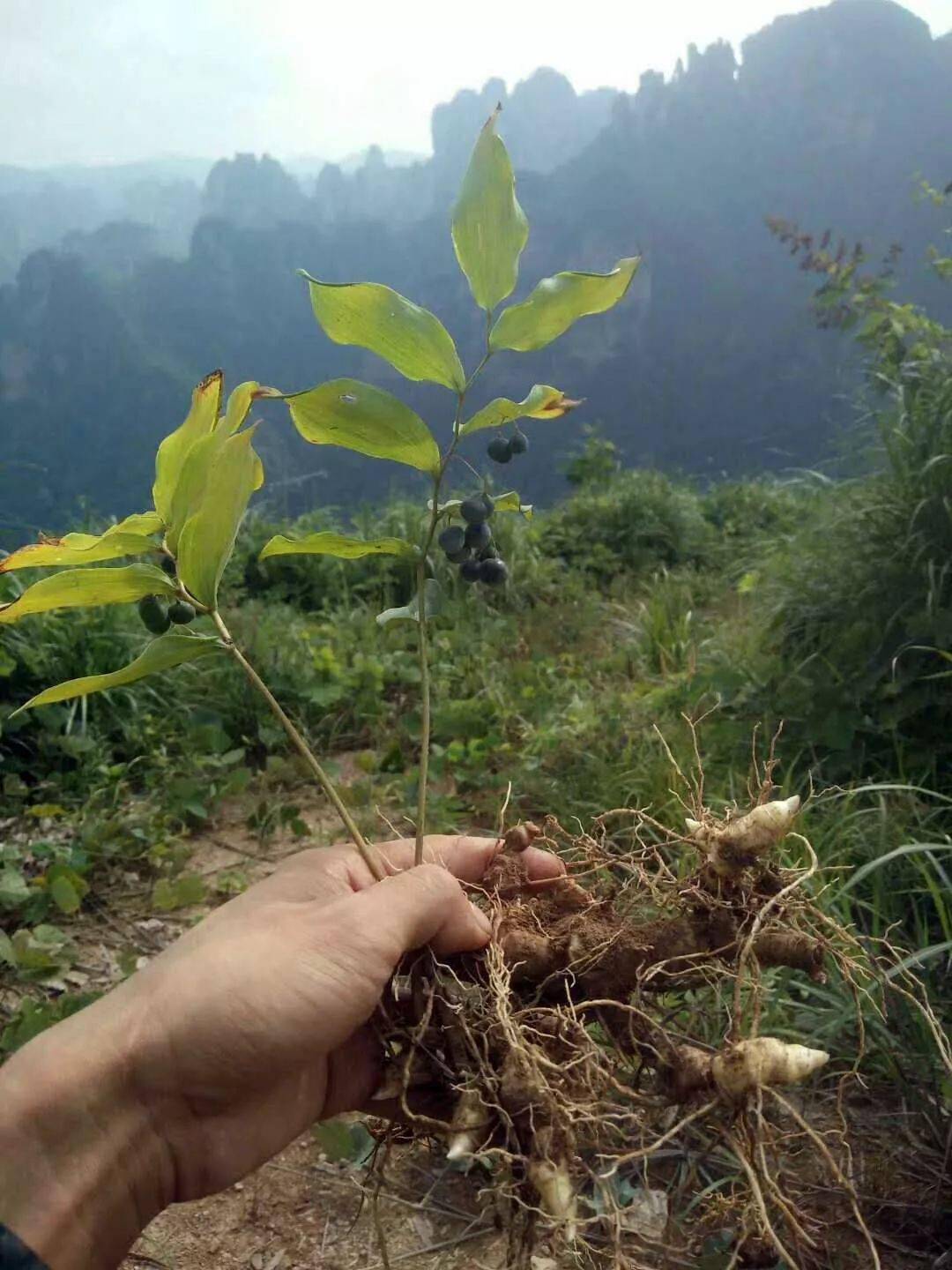 一味食材,上养肺,中养脾,下养肾,太厉害了_功效_主治_素食