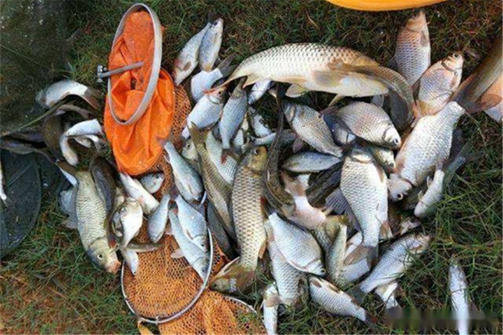 鱼多少度会冻死 e31bc688a318461590c5976220955d62.jpeg