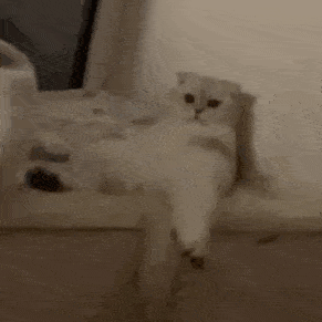 291_291gif 动态图 动图