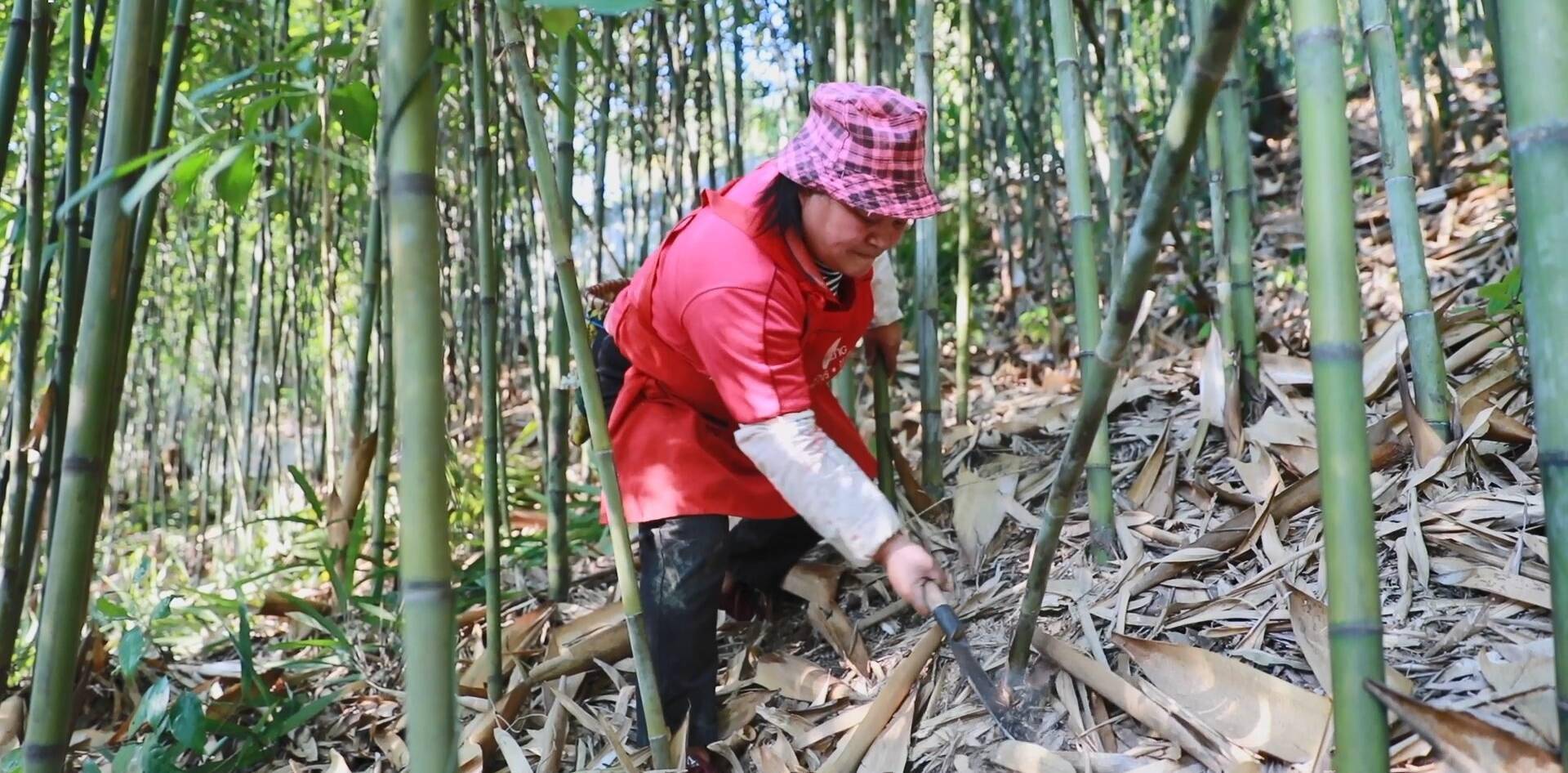 林农因竹而富 广东广宁林下经济融合创新发展_竹子_产业_全国