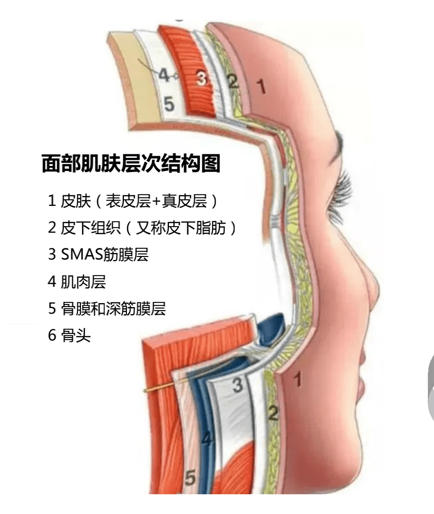 脸部皮肤图片结构图图片