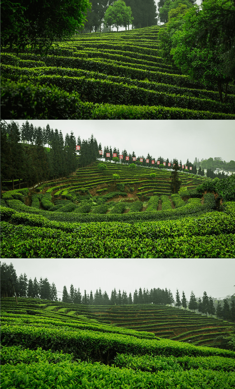 纳溪特早茶,开采咯!_茶山_梅岭村_茶园